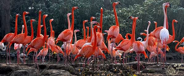 ���, ��������