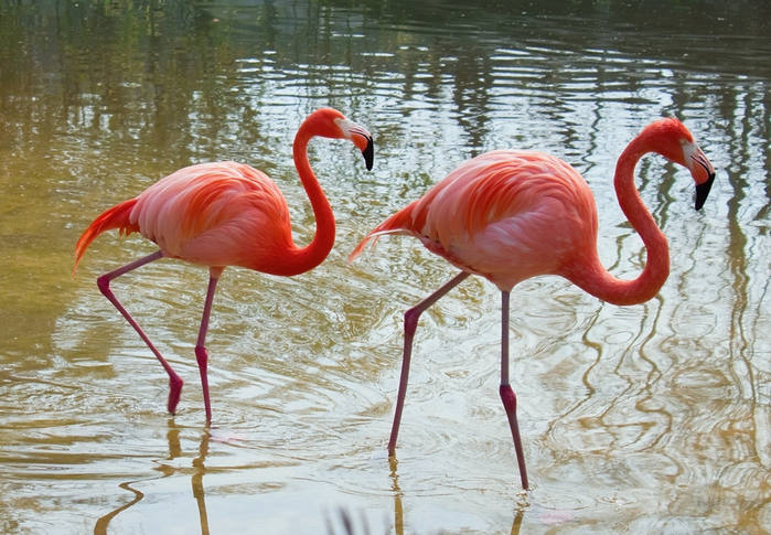 ���, ��������