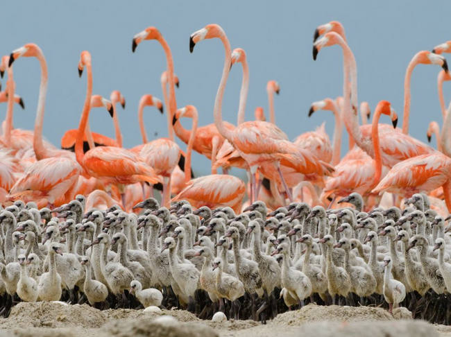 ���, ��������