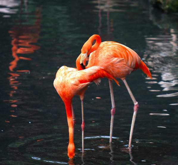 ���, ��������