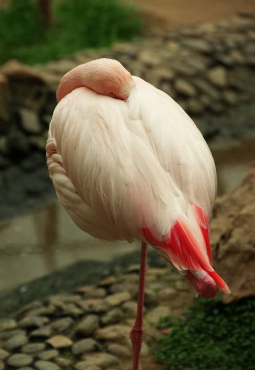 ���, ��������