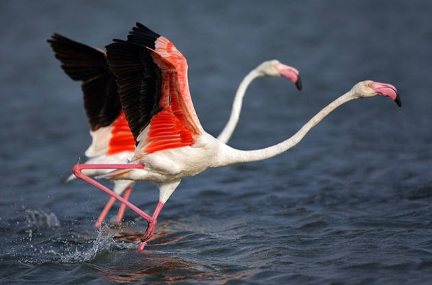 ���, ��������