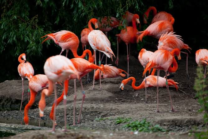 ���, ��������