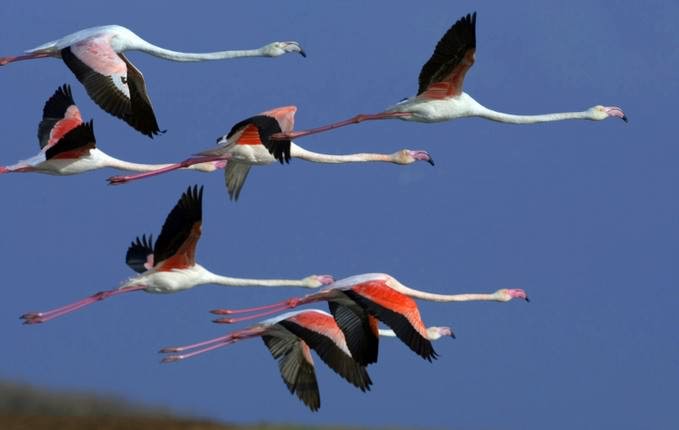 ���, ��������