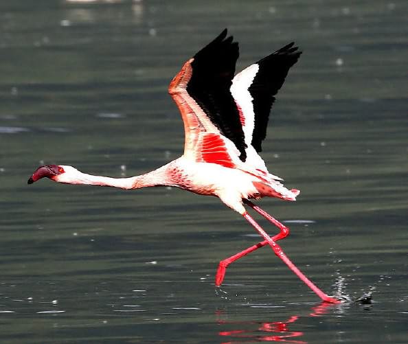 ���, ��������