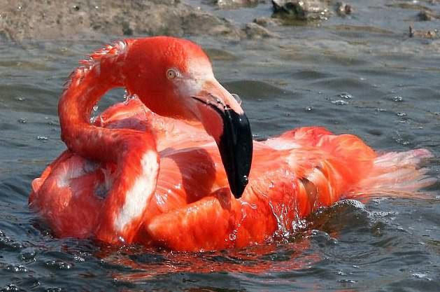 ���, ��������