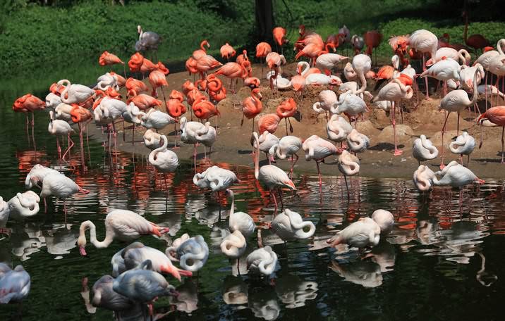 ���, ��������