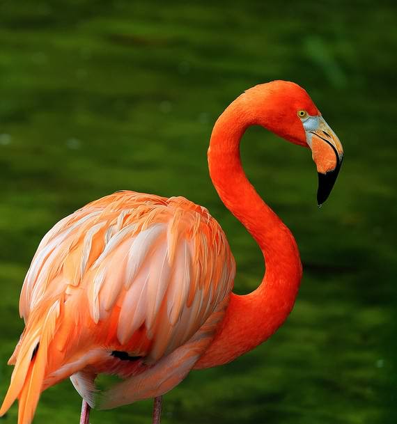 ���, ��������