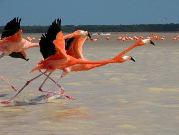 ���, ��������