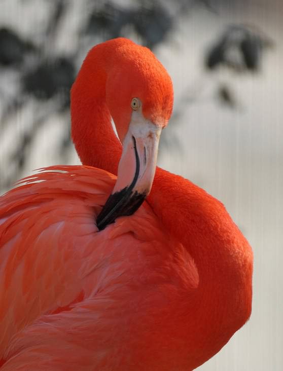 ���, ��������