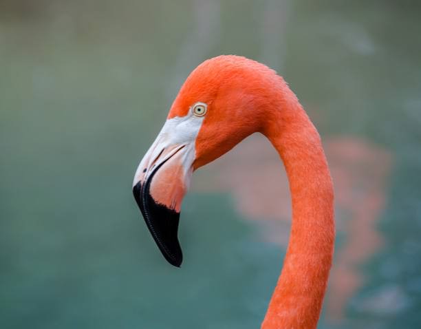 ���, ��������