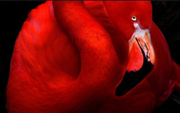 ���, ��������