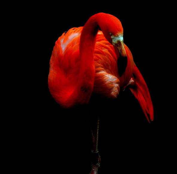 ���, ��������