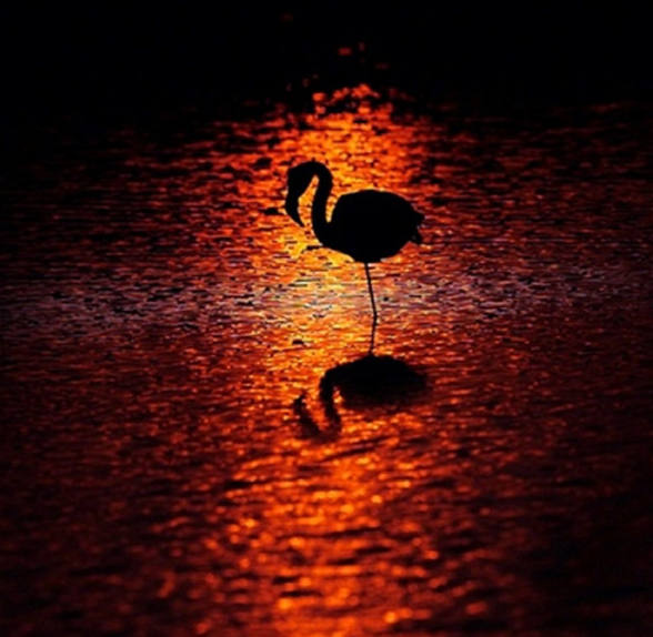 ���, ��������