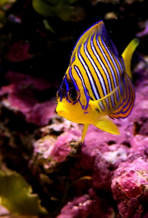 五彩斑斓海之鱼
