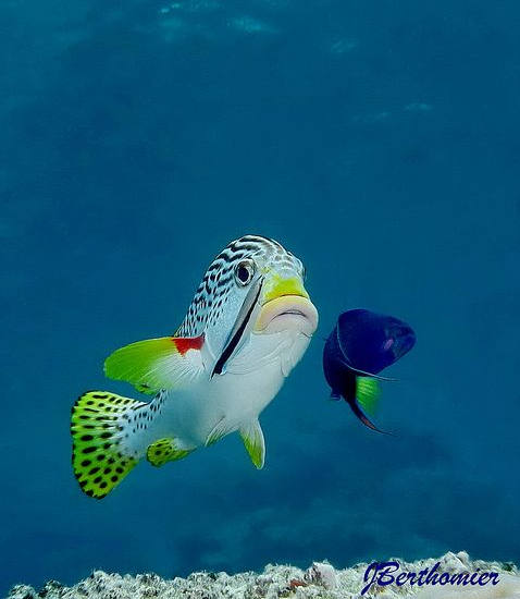 다채로운 바다 물고기