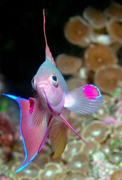 다채로운 바다 물고기