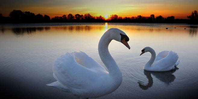 Лебедь Любовь