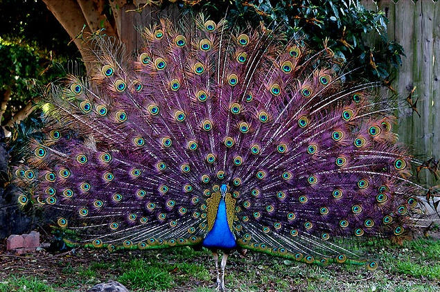 Красивый павлин