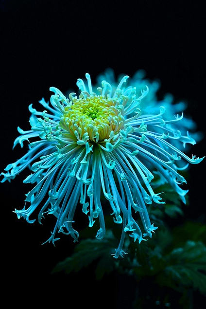 菊花花