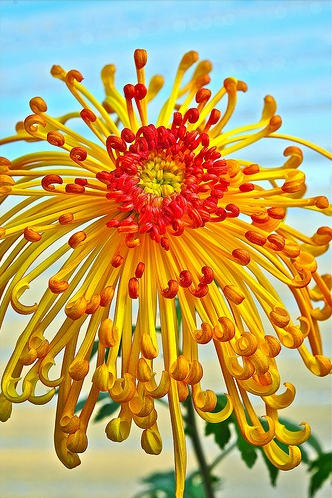 菊花花