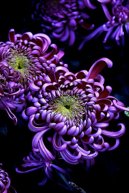 菊花花