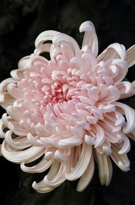 菊花花