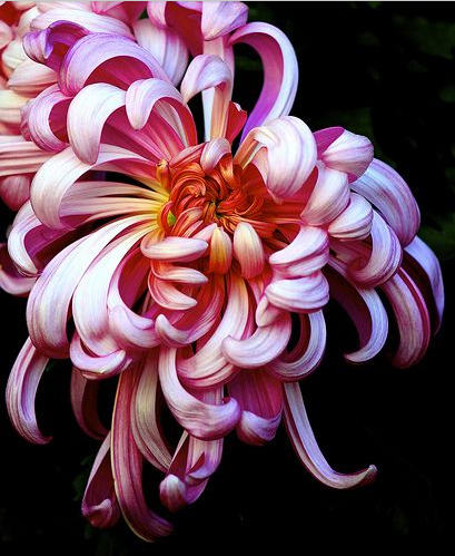 菊花花
