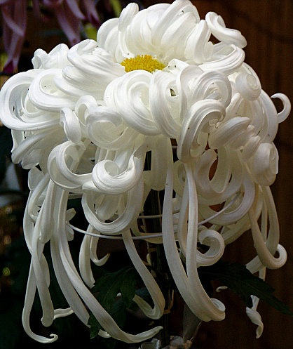 菊花花