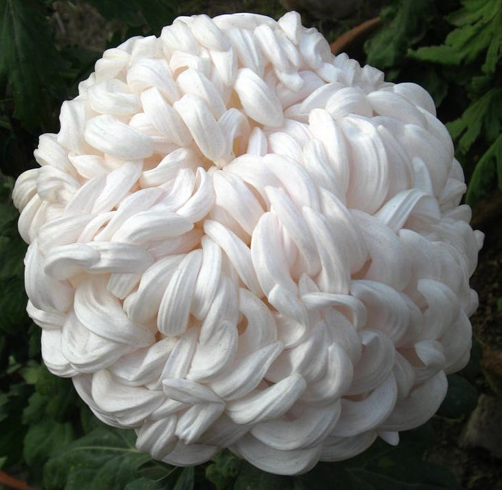 菊花花