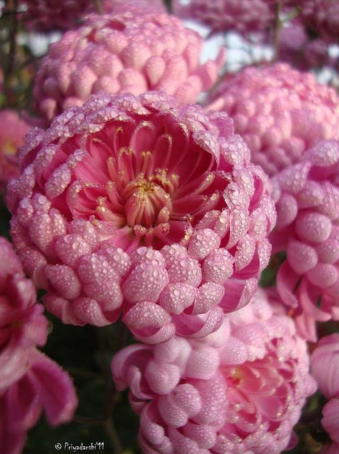 菊花花