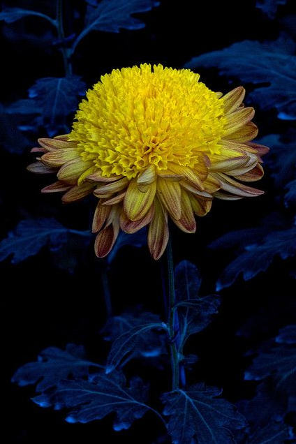 菊花花