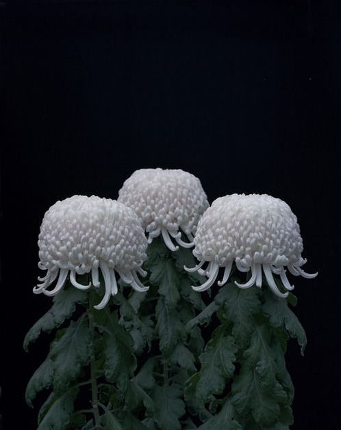 菊花花