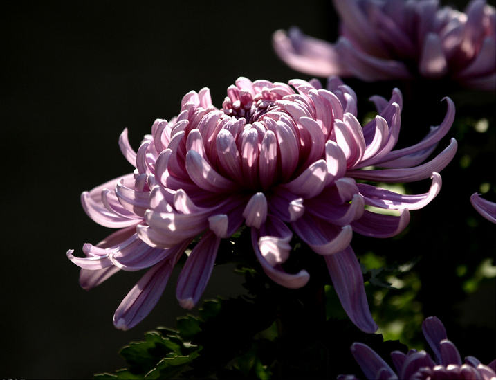 菊花花