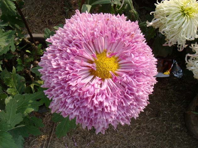 菊花花