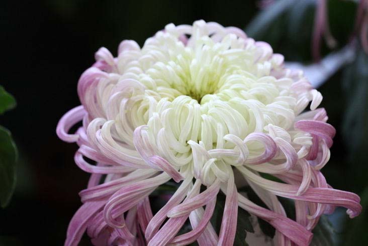 菊花花