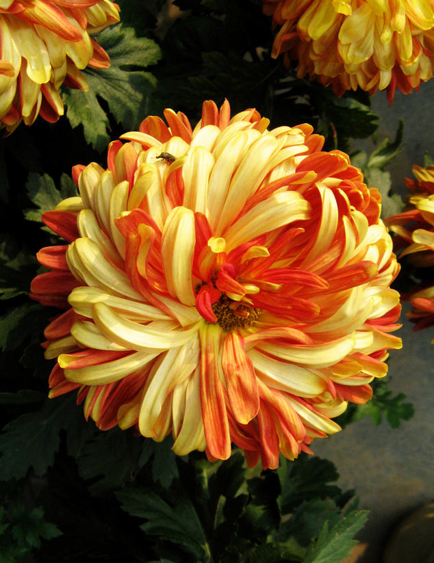 菊花花