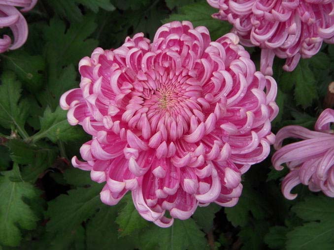 菊花花