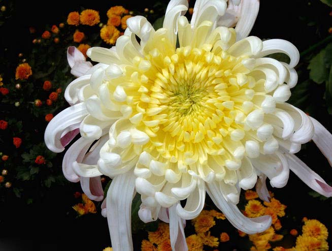 菊花花