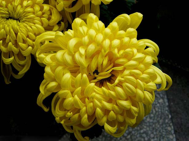菊花花