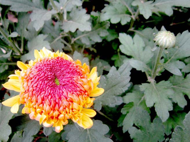 菊花花