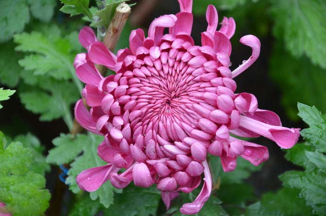 菊花花