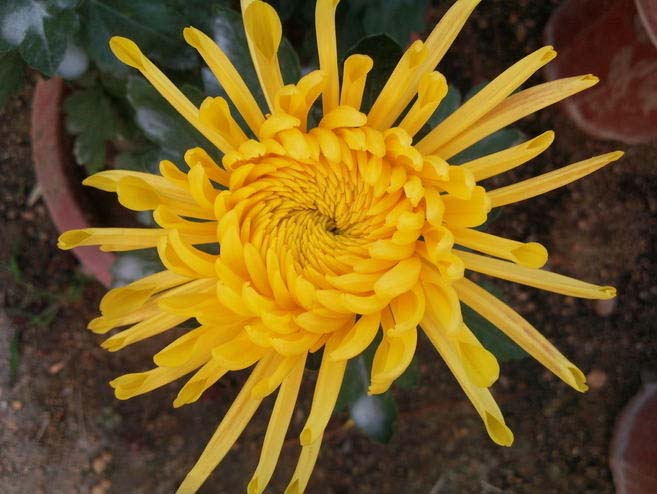 菊花花