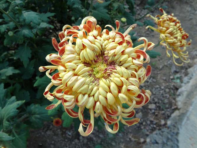 菊花花