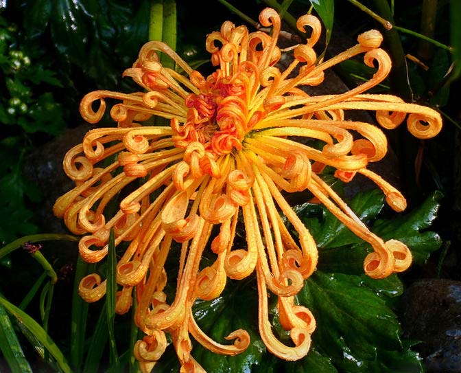 菊花花