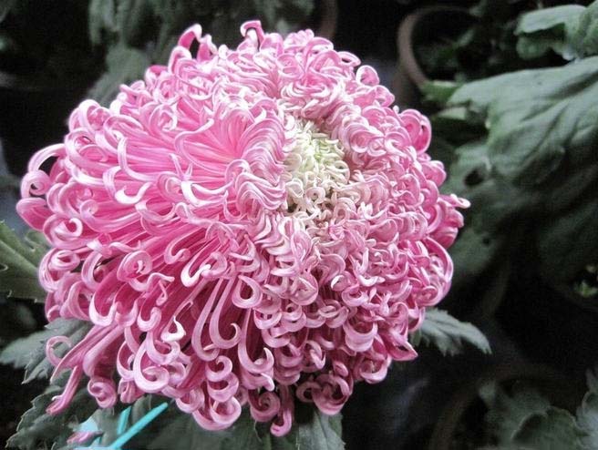 菊花花