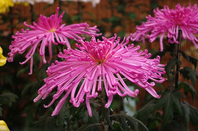 菊花花