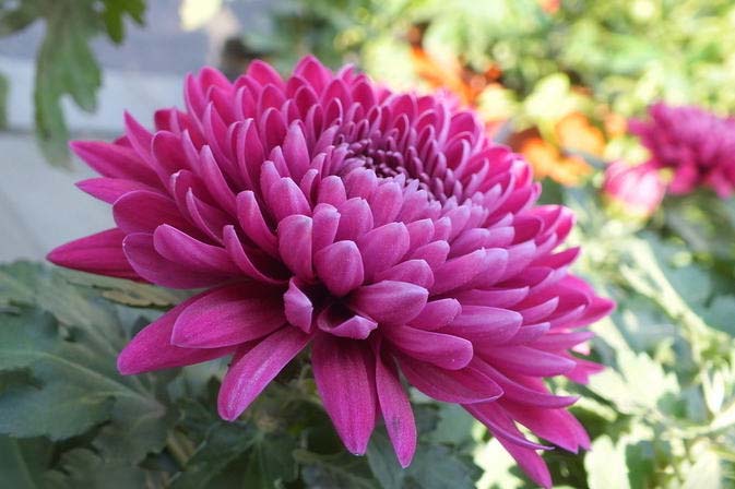 菊花花
