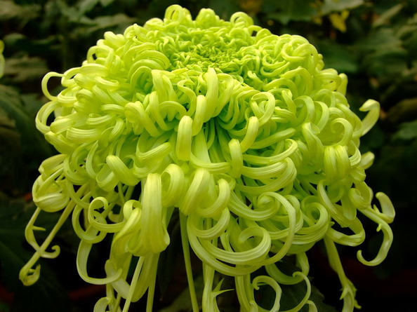 菊花花