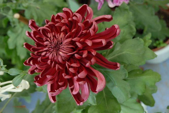 菊花花
